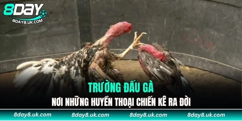 trường đấu gà
